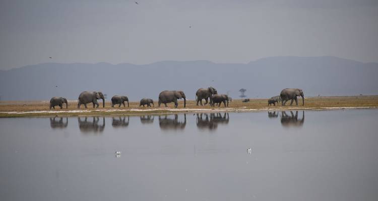 Olifanten die lopen naast een waterlichaam met een bergketen op de achtergrond.