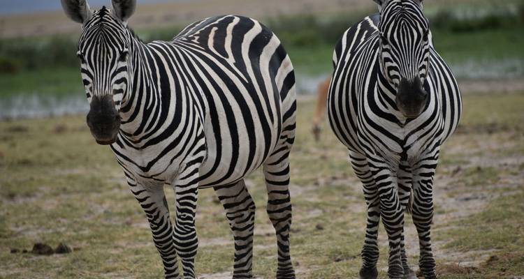 Twee zebra's staan samen op een grasrijke vlakte.