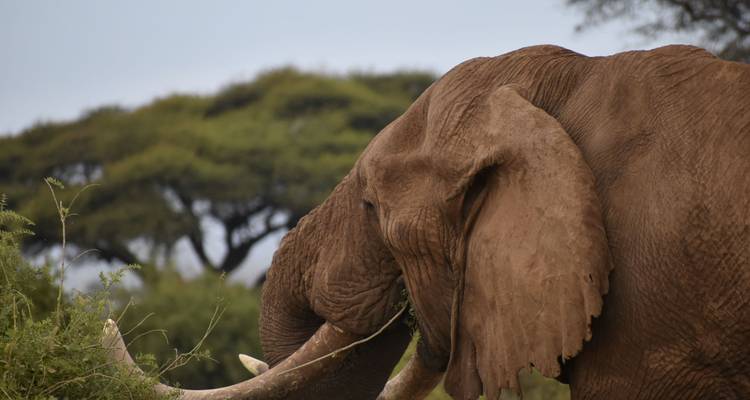 Een close-up van een olifant die bladeren eet.