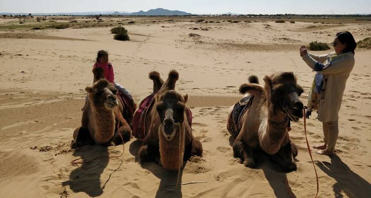 People interacting with camels in a desert landscape.