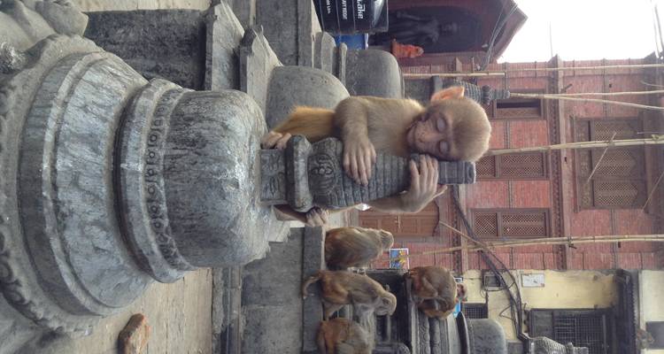 Un jeune singe enlace une relique de pierre ornée au milieu des statues du temple.