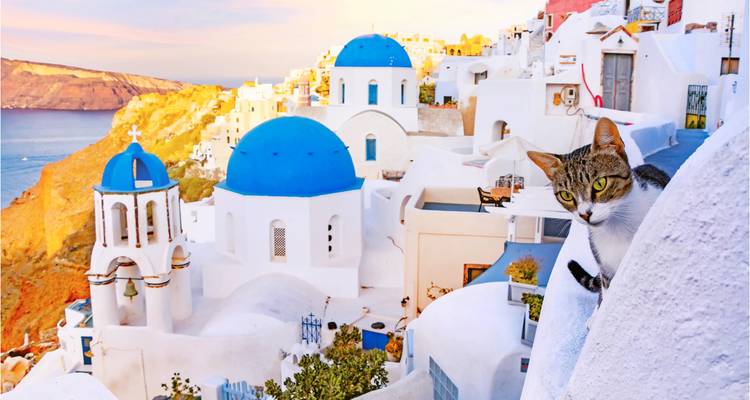 Santorini mit blauen Kuppeln und einer Katze, die in die Kamera blickt.