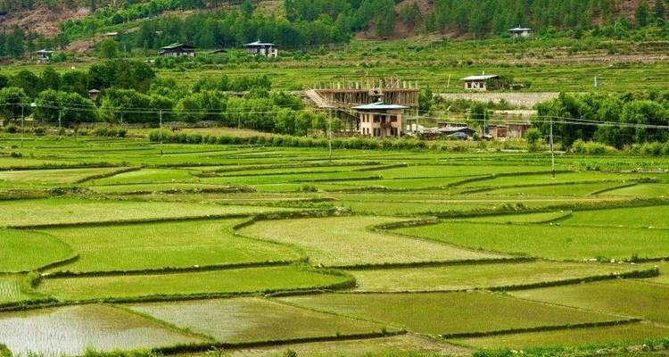 Luxuriantes terrasses agricoles