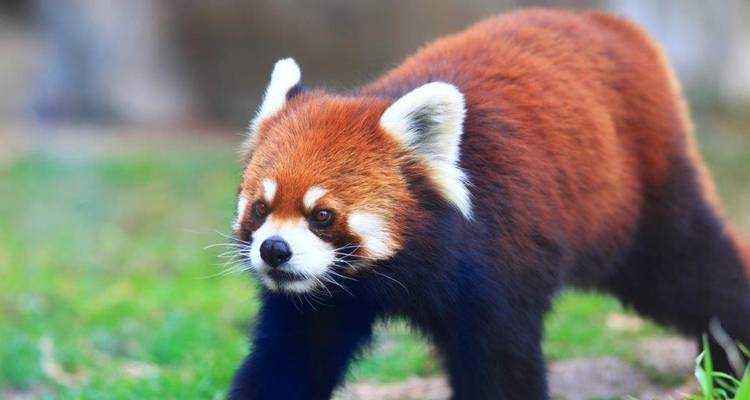 Panda roux marchant sur l'herbe