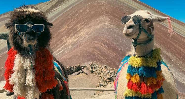 Dos llamas vestidas de colores posando con gafas de sol frente a la cresta rayada de la Montaña Arcoíris.