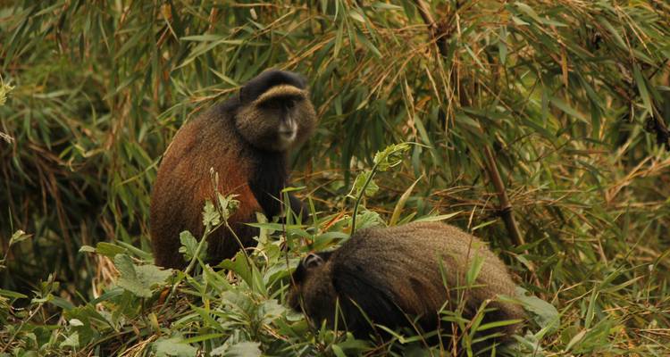 Zwei Affen in einer üppigen Waldumgebung.
