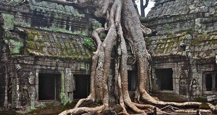 Templo antiguo envuelto por enormes raíces de árboles.