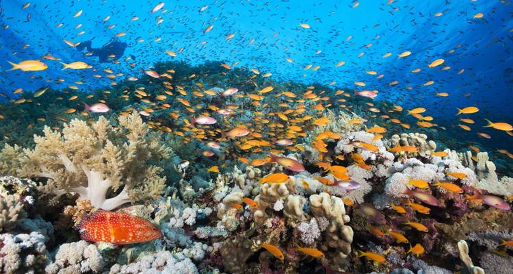 School of fish swimming above a coral reef.