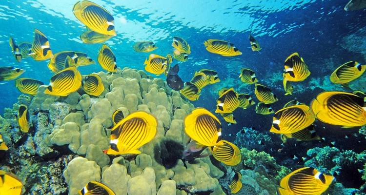 Underwater scene with yellow butterflyfish and corals.