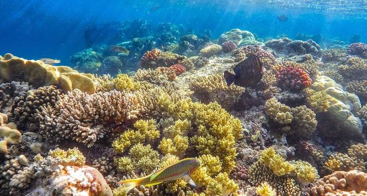 Underwater view of coral reef with colorful fish.