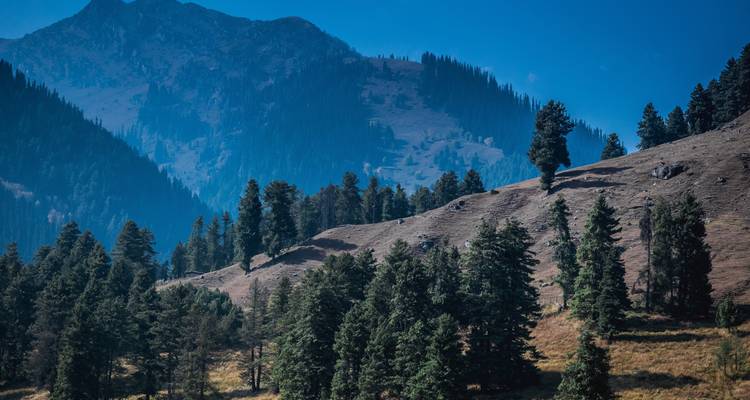 Paysage montagneux avec des pins.