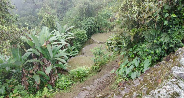 Terrazas antiguas cubiertas de maleza y envueltas en vegetación selvática.