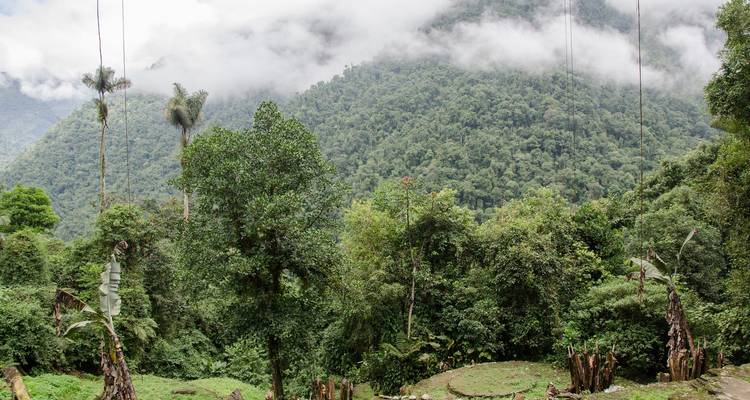 Selva exuberante con montañas cubiertas de niebla al fondo.