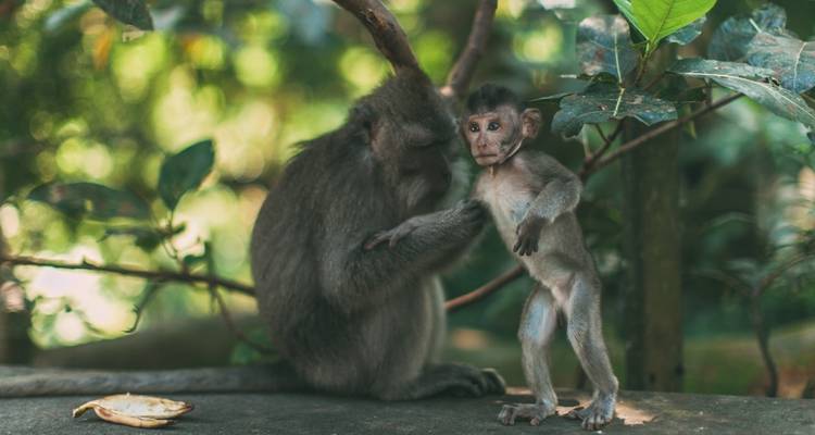Deux singes interagissant sur une branche dans une forêt.