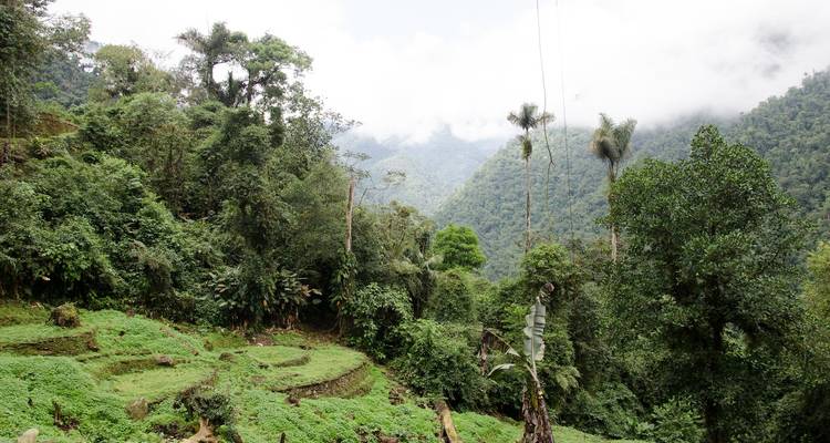 Dichter Wald mit Blick auf ein nebliges Tal.