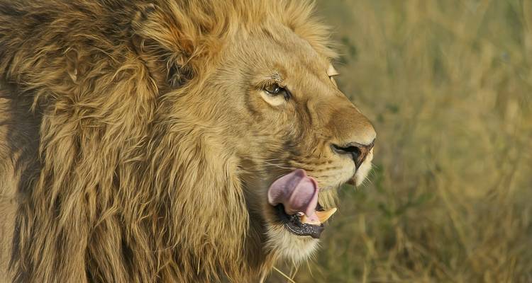 Primer plano de un león lamiéndose los labios mirando hacia la izquierda.