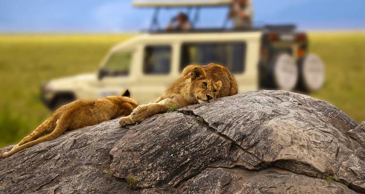 Leones descansando en una roca con un vehículo de safari en el fondo.