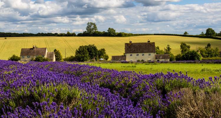 Campagne rurale avec champs de lavande et chaumières.