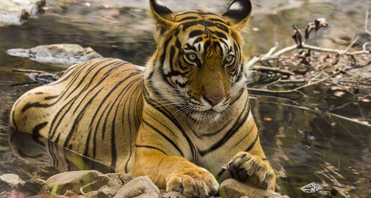 Close-up of a tiger resting near a water body.