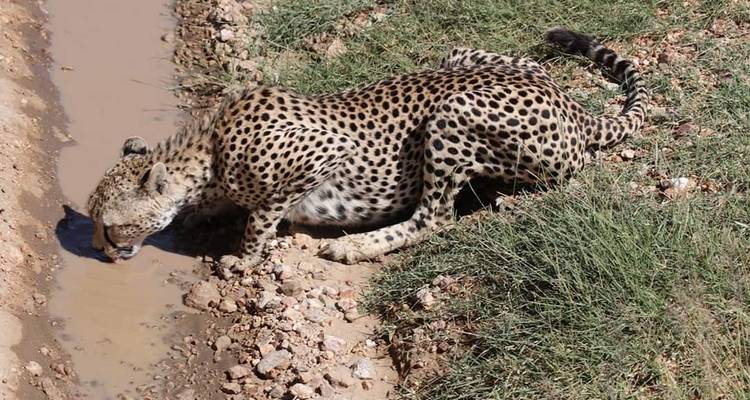 6 Days,5 Nights Tarangire, Serengeti, Ngorongoro & Manyara Budget Lodge Safari Tour Tanzania - Travel Africa Safari Agency