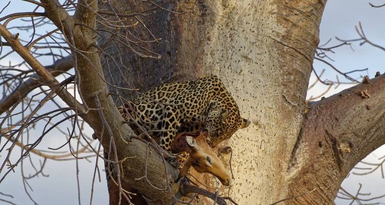 Leopard frisst Beute auf einem Baum.