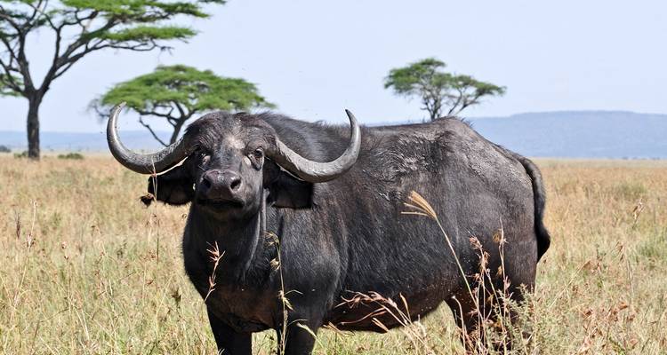 10 Days, 9 Nights Lake Manyara NP, Ngorongoro & Serengeti NP Tanzania Luxury Tour - Travel Africa Safari Agency