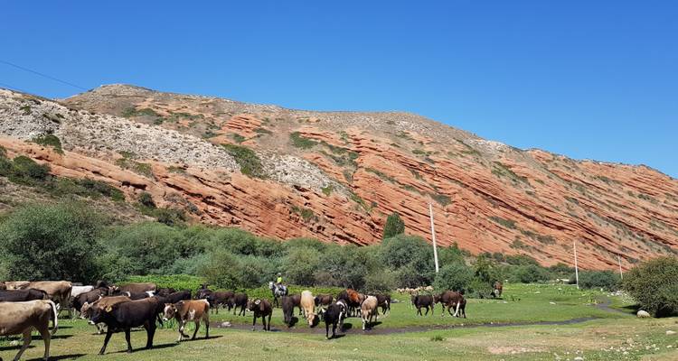 Vacas pastando frente a una formación rocosa roja.