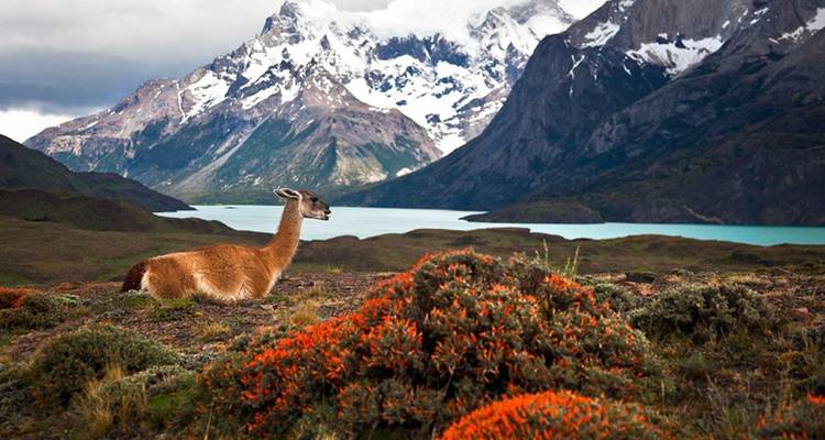 Una llama acostada en un campo con un lago y montañas de fondo.