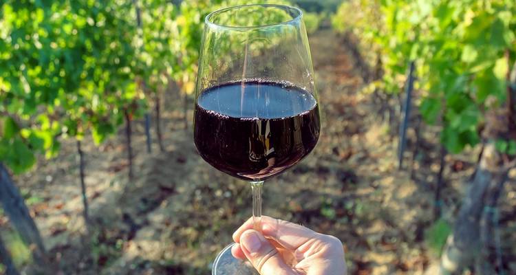 Primer plano de una copa de vino tinto en un viñedo.