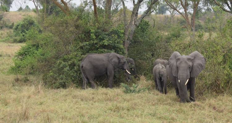 Elefantenherde in einem natürlichen Lebensraum.