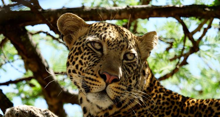 Close-up van luipaard in boom.