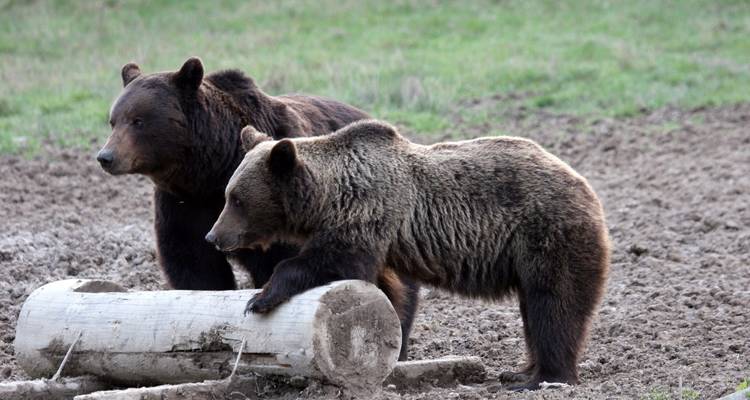 Two bears interacting with a log