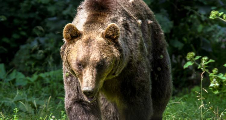 Close-up of a brown bear in the forest