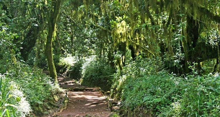 Pfad, der sich durch einen dichten Regenwald mit lebendiger Vegetation schlängelt.