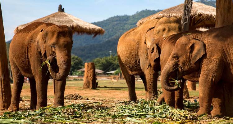Gruppe von Elefanten in natürlicher Umgebung beim Fressen von Pflanzen.