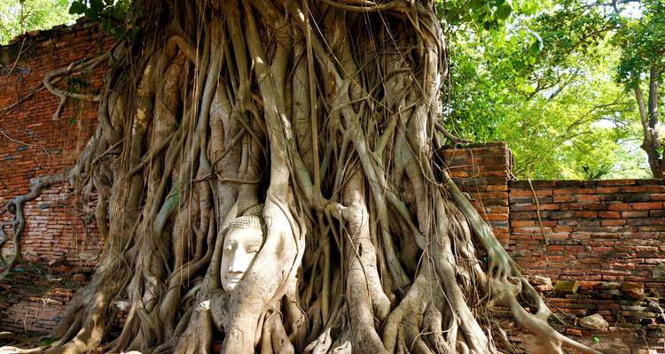 Buddhakopf eingewachsen in Baumwurzeln.