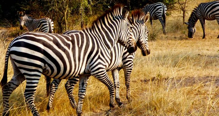 4 Days wildlife safari tour to Queen Elizabeth National park & Lake Mburo National Park - Rumara Safaris