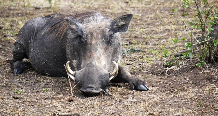 Warthog resting on the ground.