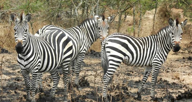 Three zebras standing on burnt grassland.