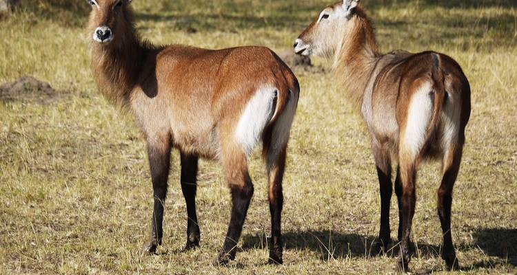 8-Day Trip to Uganda Wildlife Sighting Including Gorilla Trekking - Home to Africa