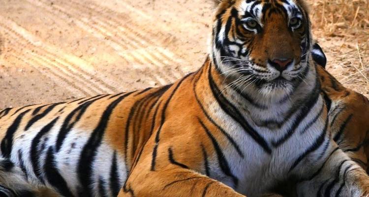 Tiger lying on the ground in Ranthambore National Park.