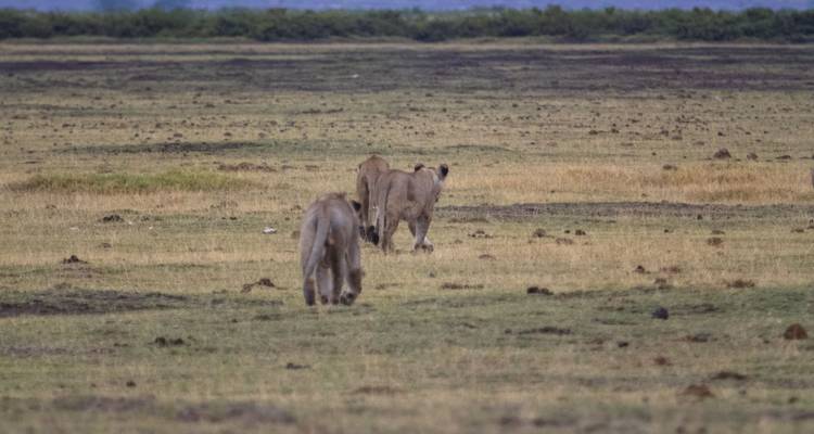 Leones alejándose en la sabana.