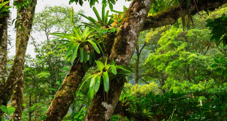 Hellgrüne Bromelien wachsen auf einem moosigen Baumstamm in einem lebendigen tropischen Regenwald.