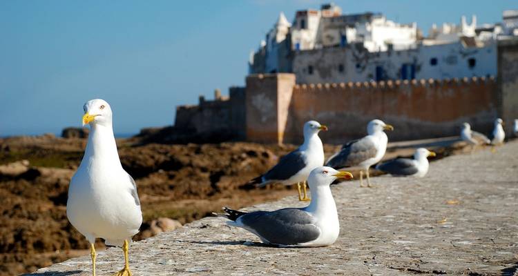 Seagulls on a coastal wall with a cityscape