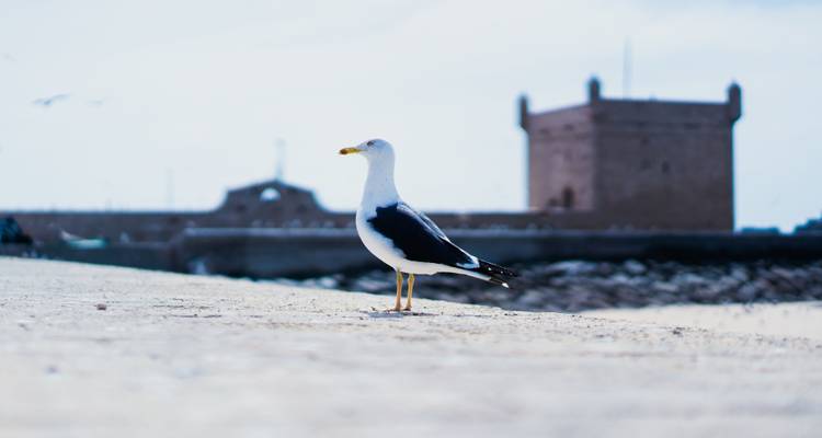 Una gaviota solitaria se destaca nítidamente enfocada en una playa arenosa con el contorno borroso del fuerte de Essaouira de fondo contra un cielo pálido.