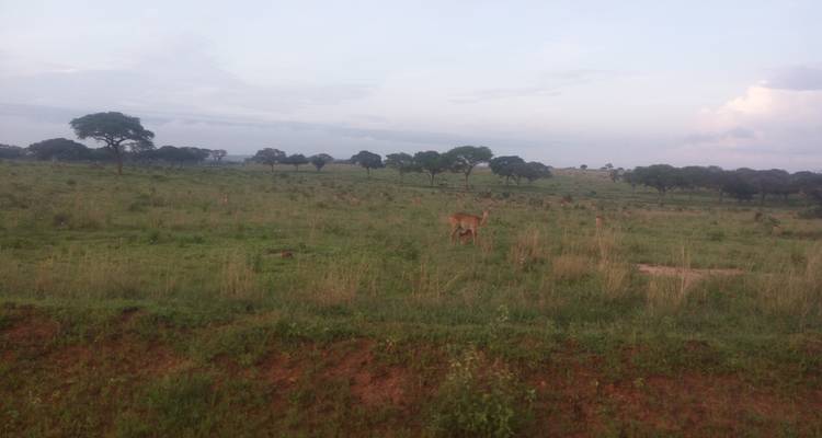 16-Day: Uganda Tours- Exploring the Wildlife of Uganda mist and mist Pearl of Africa - Paradise Adventure Vacations