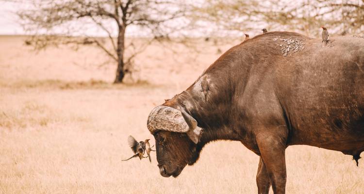 6 Days: Big five encounter in (Tarangire, Serengeti, Ngorongoro & Manyara)In Tanzania - Seven Wonders Safaris