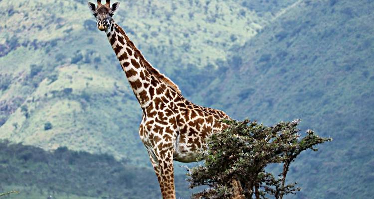 Giraffe, die zwischen Bäumen steht, mit Bergen im Hintergrund.