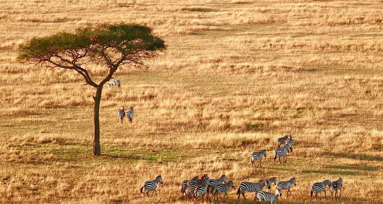 Zebras, die bei Sonnenuntergang in einer goldenen Savanne in der Nähe eines Akazienbaums grasen.