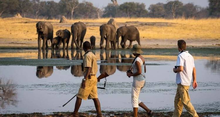 Wandelsafari met olifanten bij een waterlichaam.